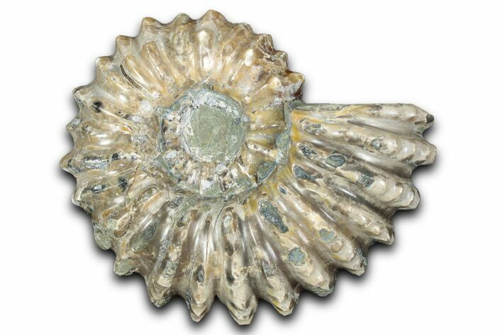 Bumpy Ammonite (Douvilleiceras) Fossil - Madagascar #343834